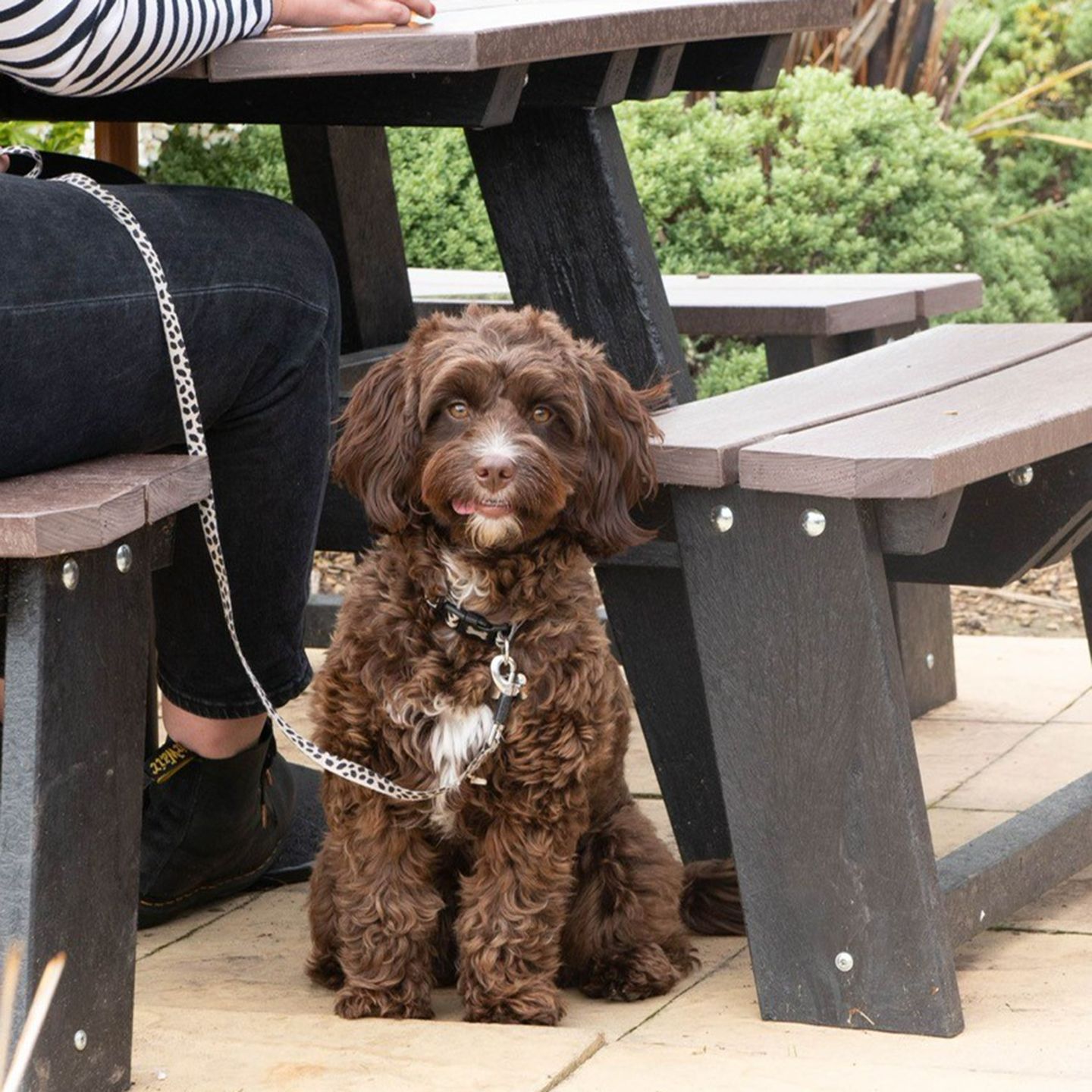 Your local dog friendly pub in Amesbury